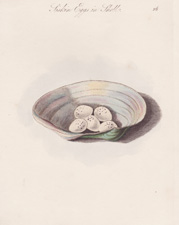 Siskin Eggs in Shell